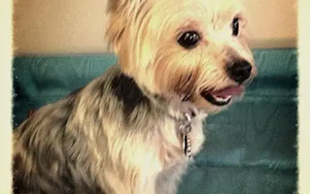 Pets First Grooming in Oneonta, AL