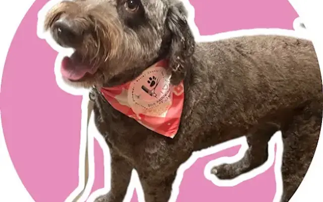 Dog Grooming by Jamie Oxford in Hamilton, OH