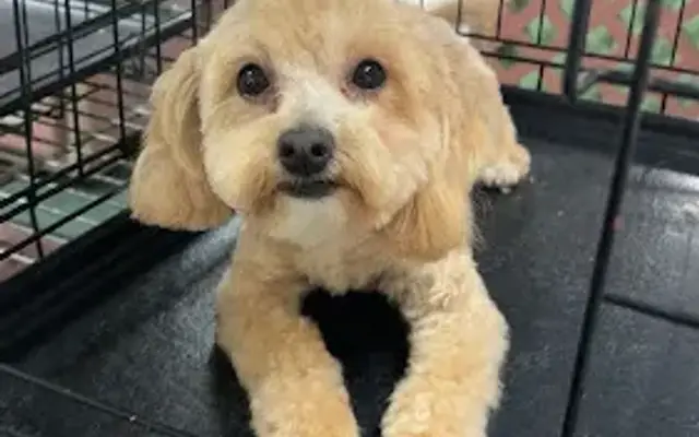 Mary's Dog Grooming in Rialto, CA