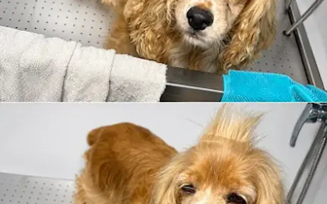 Best Friend Cuts - Dog Grooming and Boarding in Poplar Bluff, MO