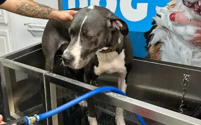 DIY Dog Wash in Gainesville, TX