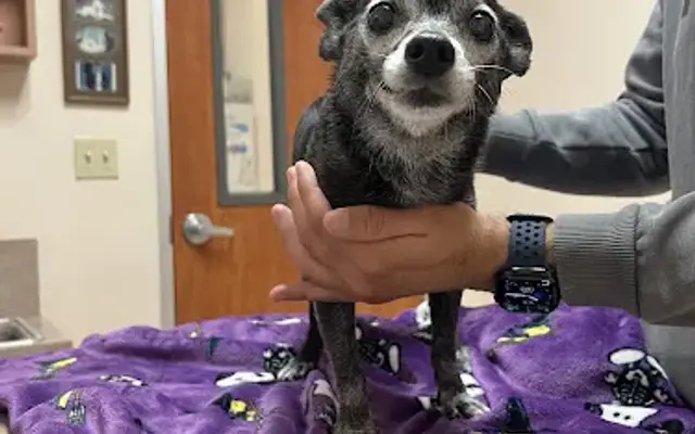 Muir Oaks Veterinary Hospital in Martinez, CA