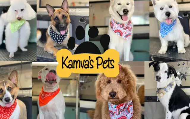 Kamva's pets in Miami, FL