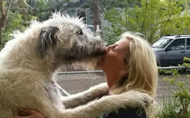Doggy Stylz-Mobile Pet Groomer in Mead, WA