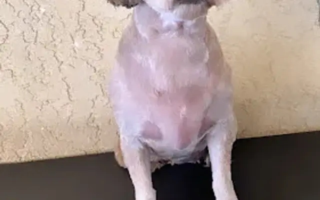 Ashley’s pet grooming in Corona, CA