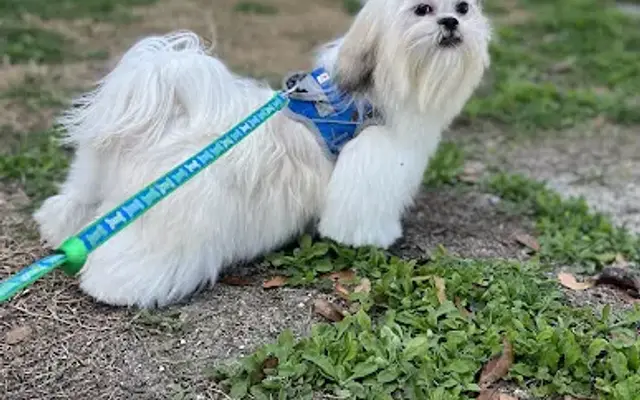 Tailwaggers Pet Spa & Boutique in Leesburg, FL
