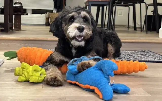 Happy Pet Salon in East Meadow, NY