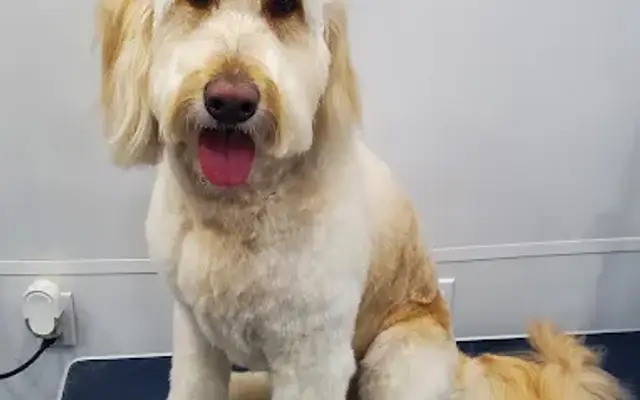 Fresh Paws Mobile Dog Grooming in El Monte, CA