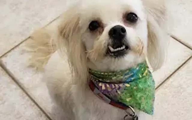 Precious Pet in Ormond Beach, FL