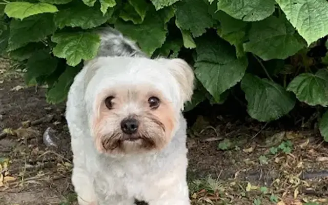 West Michigan Pet Grooming in Mears, MI