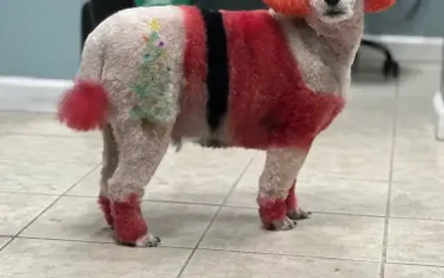 Pawsitive Vibes Boutique and Grooming LLC in Mays Landing, NJ