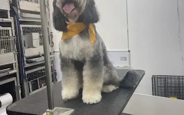 Top Dog Grooming, Print & Signs - Cut & Shoot in Cut and Shoot, TX