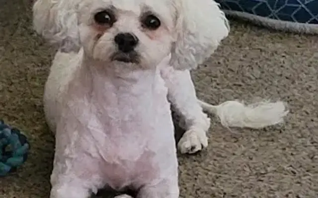 Gabby & Gerti’s Soapy Paws in New Waterford, OH