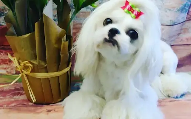 TLC Pet Grooming, Boarding & Daycare in Mocksville, NC