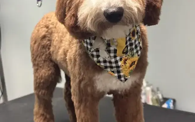 The Paw Spa Pet Grooming in Davenport, IA