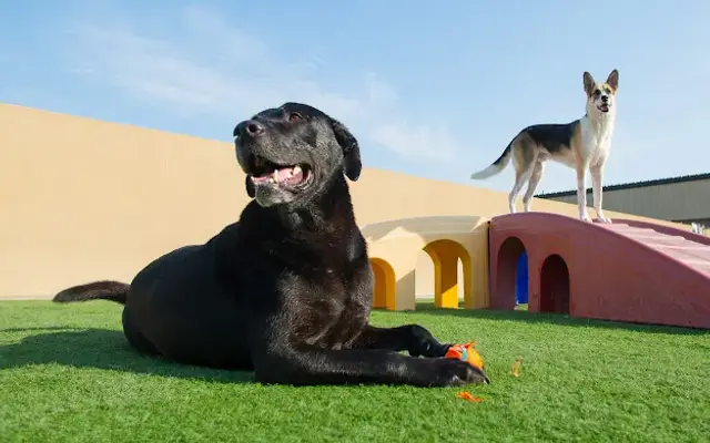 Elaine's Pet Resorts in Madera, CA