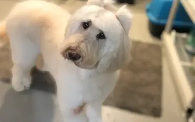 Jennys House of Paws LLC in Dearborn, MI
