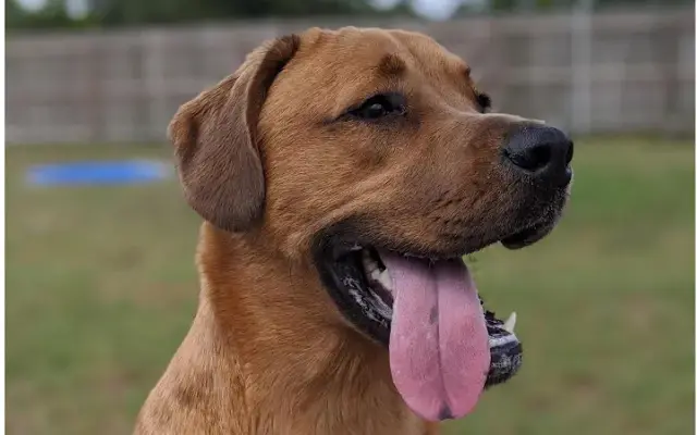 Panacea Pet Resort in Brooksville, FL