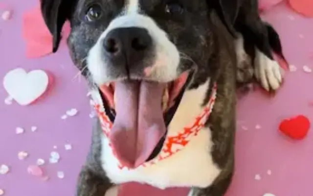 Roxlie's Grooming in Statesville, NC