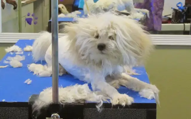 Paws Appeal Grooming and Doggy Day Care in Lake Elsinore, CA