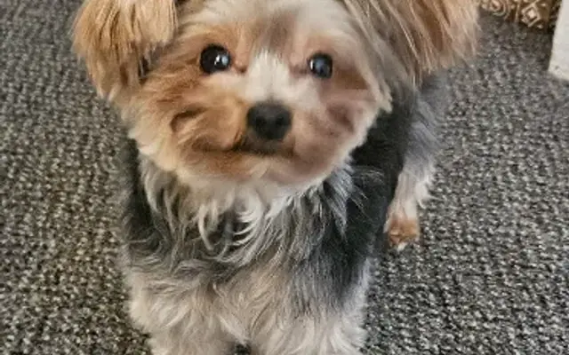 PetSmart Grooming in Elyria, OH
