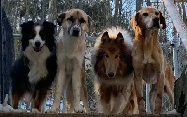 Mr. Wags Pet Salon & Kennel in Morrisdale, PA
