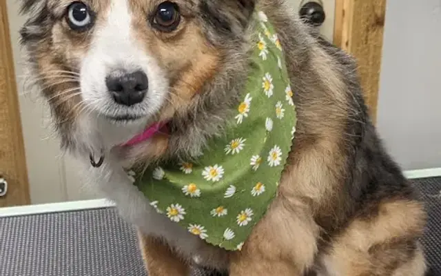 Genevieve's Canine Cuties in Rigby, ID