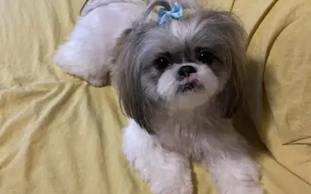 1 Stop Pet Spaw-Mobile Pet Grooming in Tampa, FL
