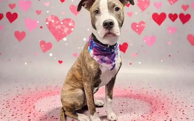 Mystic Paws Pet Grooming in Larksville, PA