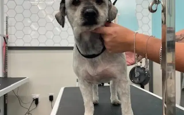 Pet Supplies Plus Portland Grooming in Portland, TX