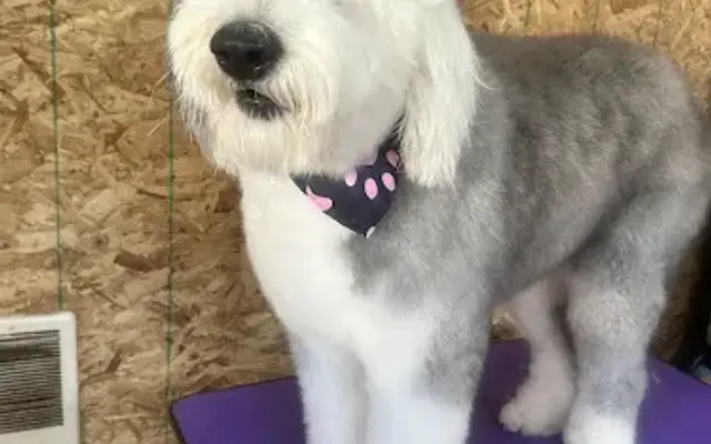 Tails end grooming llc in Oregon City, OR