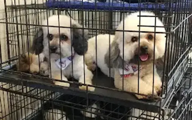 Julio's Mobile Pet Grooming in Palmdale, CA