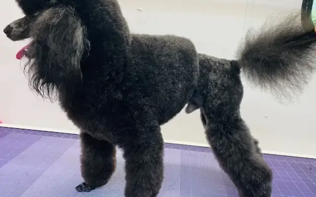 Posh Paws Mobile Pet Salon LLC in Little Rock, AR