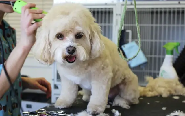 A Cut Above Pet Grooming in Cottonwood, AZ
