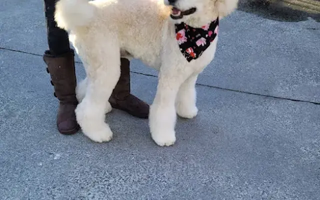 The Mobile Paw Spa in Lilburn, GA