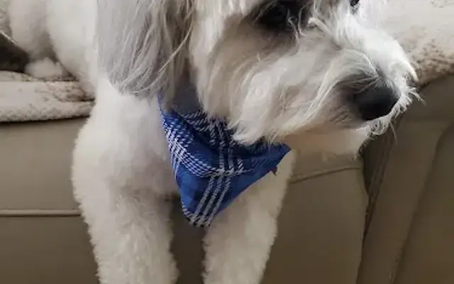 BRIGHTDOG GROOMING in Hermosa Beach, CA