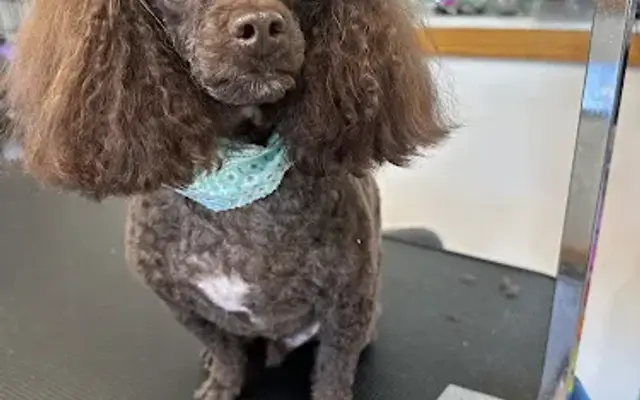 Puppy Cakes LLC Grooming in Millers Creek, NC