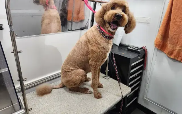 All Paws In in Springfield, MO