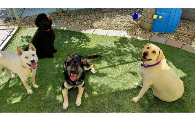 Renaissance Pet Resort & Spa in Banning, CA