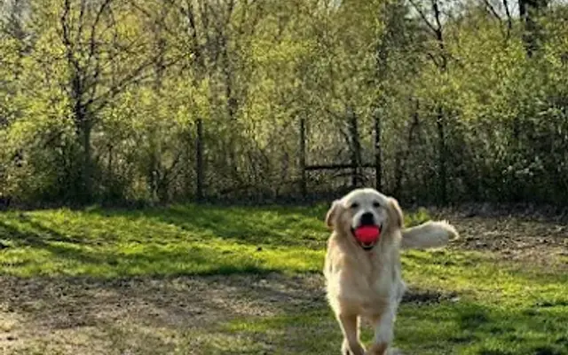 Hillsdale Puppy Paradise in Hillsdale, MI