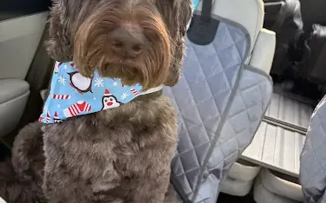 Fuzzy Frenz Dog Grooming in Carnesville, GA