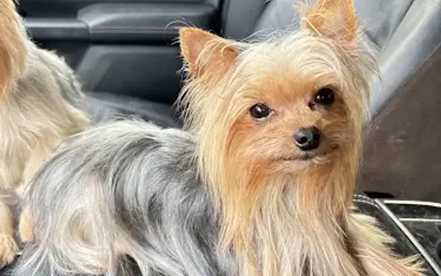 Shawna's Top Notch Grooming in Casa Grande, AZ