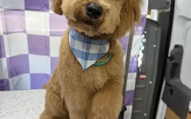 Bark and Bath Boutique LLC in Richmond, KY