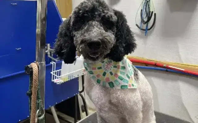 Fetch A Bone Dog Grooming in Hartsville, TN