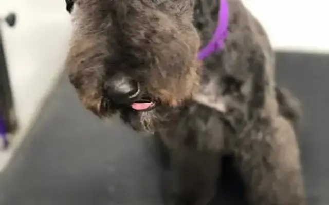 All Things Grooming in Brooklyn, NY