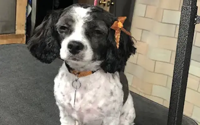 Woofs & Whiskers Grooming Salon in Ashland, PA