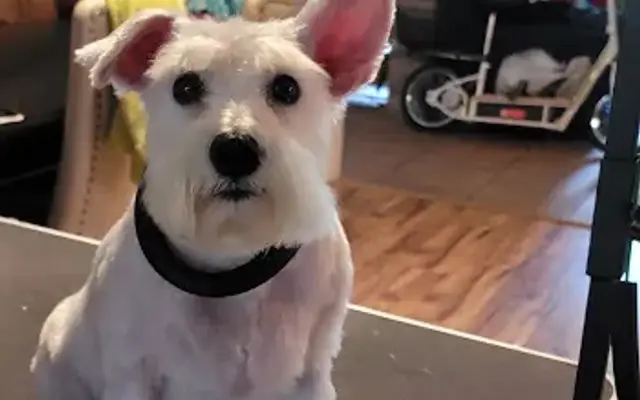 Rebel Cuts Grooming in League City, TX