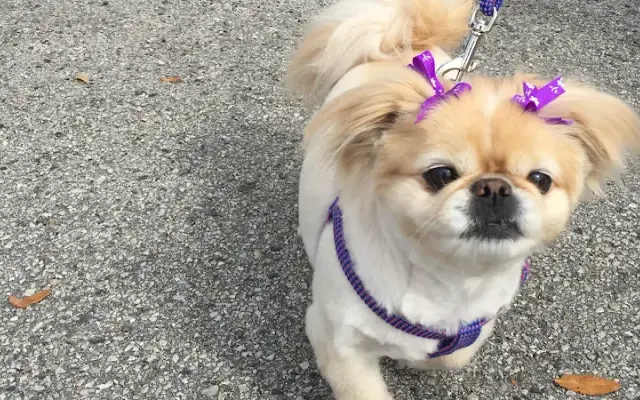 Sheri's Waggin Tails Mobile Grooming in Green Cove Springs, FL