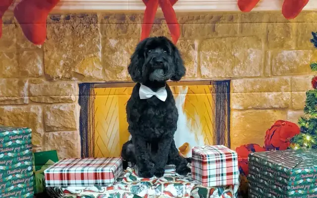 Shaggy Chic Pet Grooming in Casa Grande, AZ