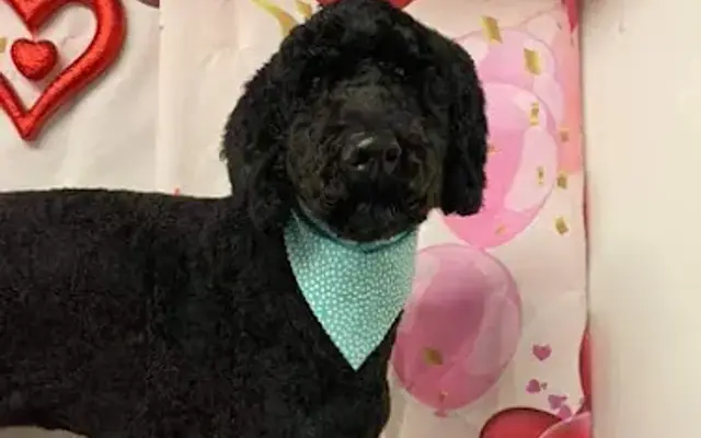Preppy Pups in Clinton, TN